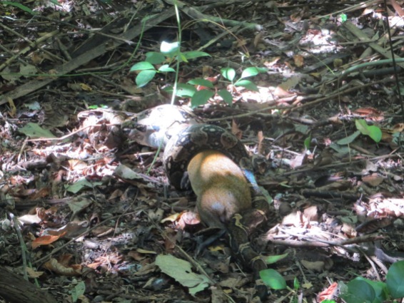 Boa constrictor eating an Agouti, Costa Rica
